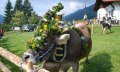 Weitere Kranzkuh - Viehscheid in Balderschwang © Tourismus Hörnerdörfer