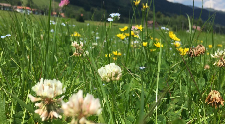 Blumenwiese