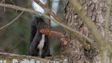 Eichhörnchen © Rolf Eberhardt Eichhörnchen © Rolf Eberhardt