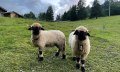 Wally, Anna und Luisa freuen sich auf euren Besuch © Tourismus Hörnerdörfer - C. Rekeny