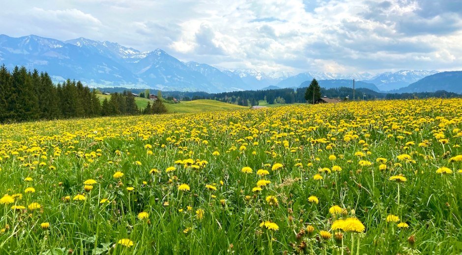 Löwenzahnblüte in Ofterschwang im Allgäu © Tourismus Hörnerdörfer