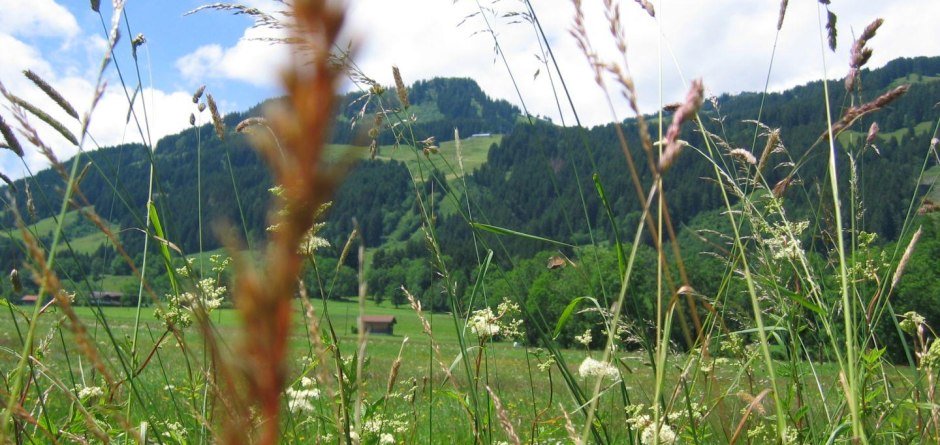 Kräuterspaziergang in Bolsterlang im Allgäu © Tourismus Hörnerdörfer, Gästeinformation Bolsterlang