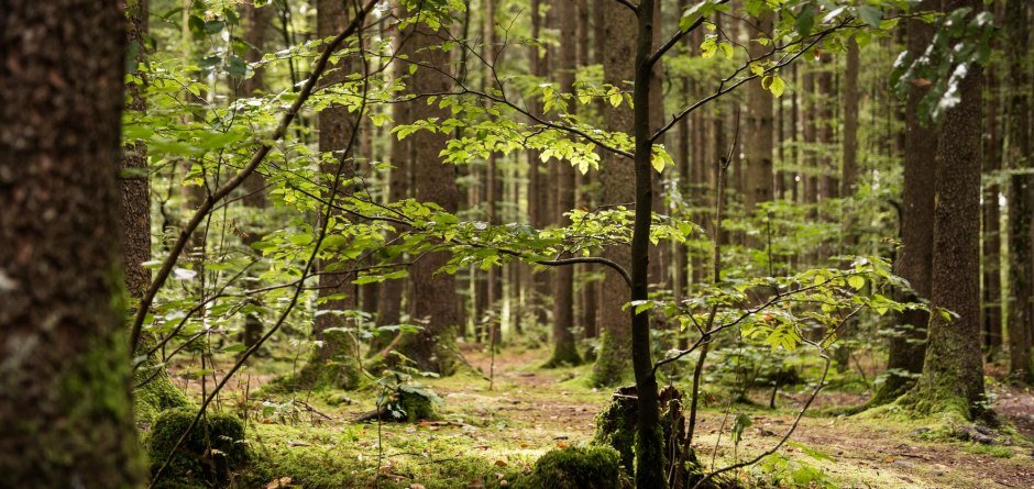 Meditative Naturwanderung © Tourismus Hörnerdörfer, F. Kjer