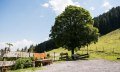 Die Herzberg Alpe liegt auf 1.200 m Höhe © Tourismus Hörnerdörfer, F. Kjer