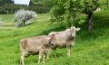 Bergbauern-Sennerei Hüttenberg - Auf der Weide © Bergbauern-Sennerei Hüttenberg