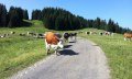Braunvieh am Rundweg ums Ofterschwanger Horn © Tourismus Hörnerdörfer, MA