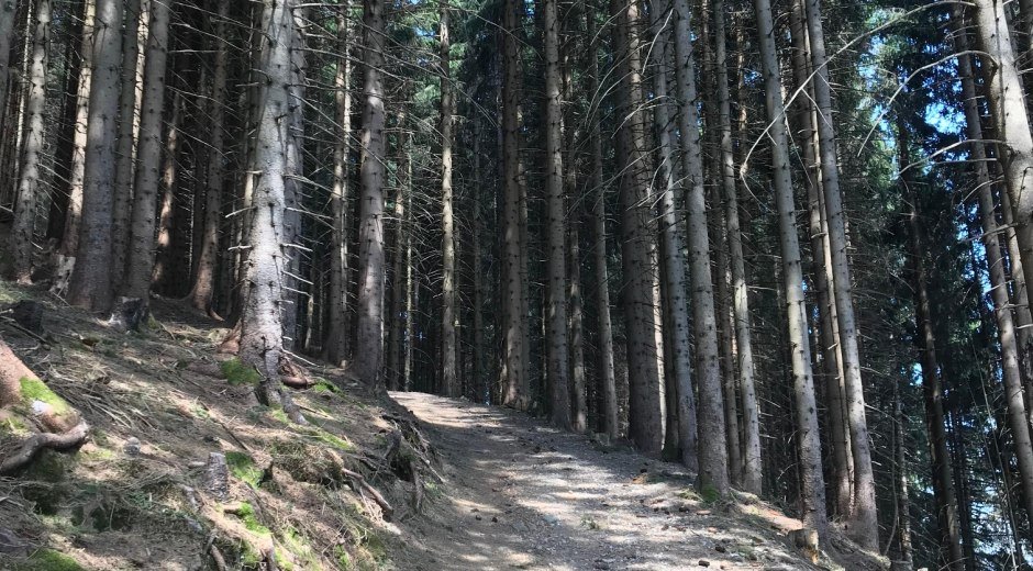 Ein kurzes Waldstück mit gut präpariertem Weg