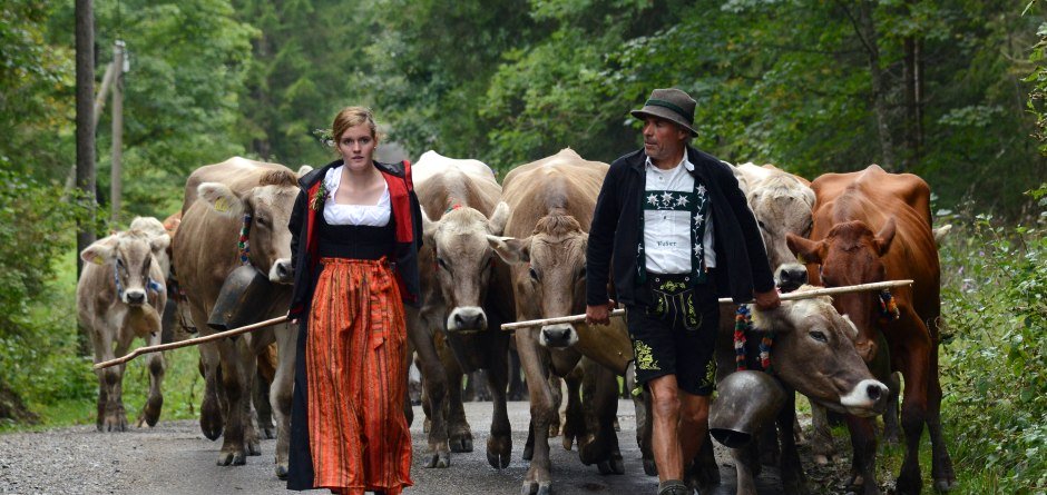 Kühe werden durch das Steigbachtal getrieben © Thomas Gretler