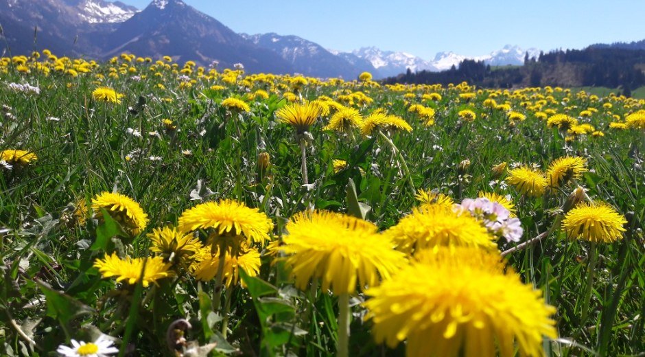 Löwenzahnblüte in Fischen i. Allgäu