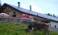 Alpe Ornach