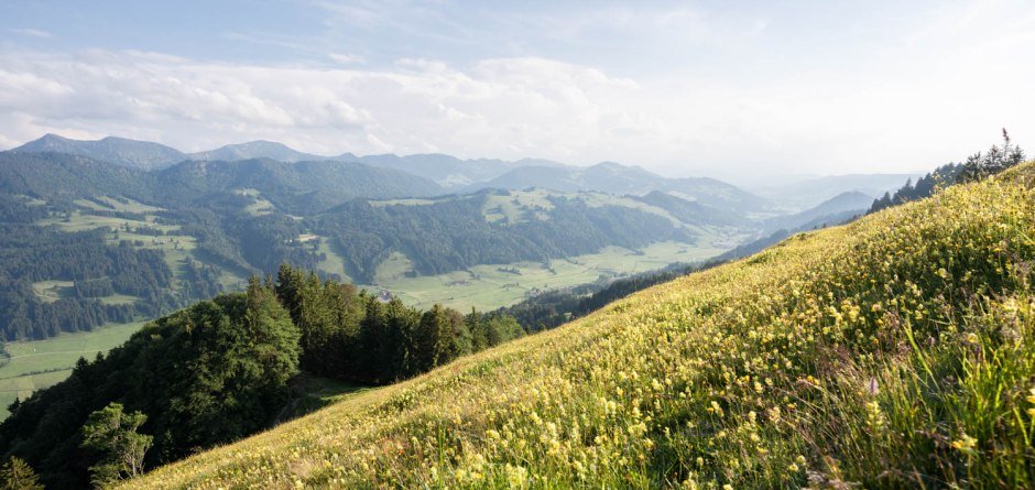 Wildkräuter-Wanderung © Oberstaufen Tourismus, Nico Bogenreuther