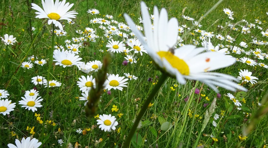 Blumenwiese