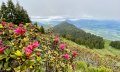 Alpenrosen am Ragiswanger Horn © Tourismus Hörnerdörfer GmbH