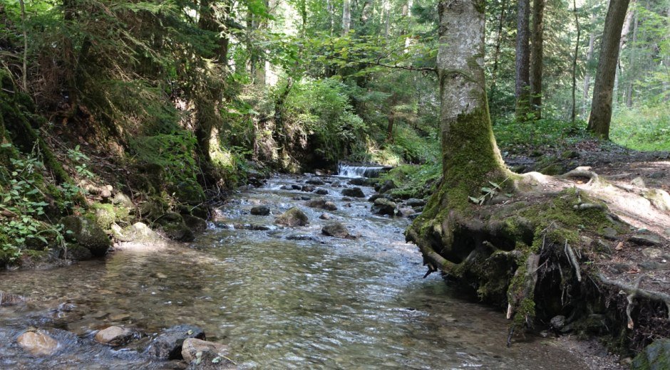 Bach auf dem Weg zum Hinanger Wasserfall
