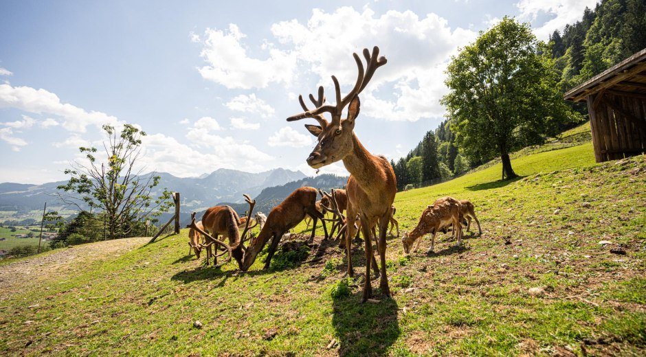 Alpenwildpark, Hirsche - Obermaiselstein im Allgäu © Tourismus Hörnerdörfer GmbH