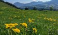 Löwenzahn © Tourismus Hörnerdörfer, S. Salzberger