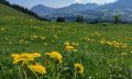 Löwenzahn © Tourismus Hörnerdörfer, S. Salzberger
