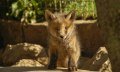 Alpenwildpark in Obermaiselstein - Rotfuchs © Alpenwildpark