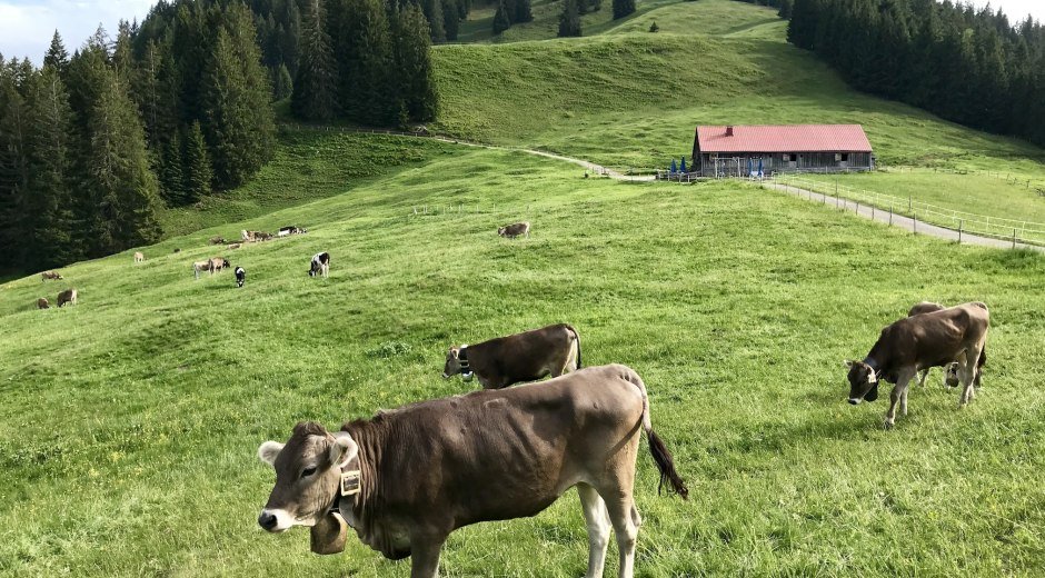 Alpe Fahnengehren © Tourismus Hörnerdörfer GmbH