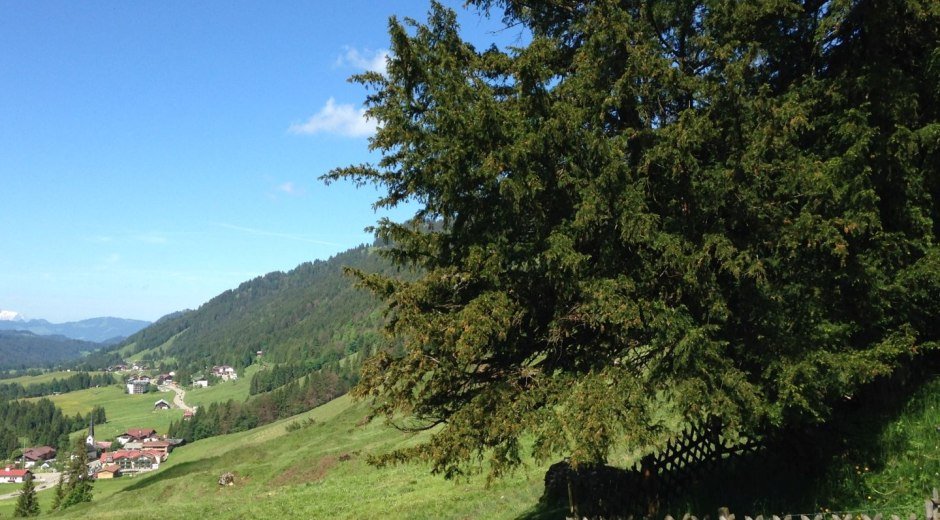 Alte Eibe in Balderschwang