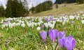 Krokusblüte am Ofterschwanger Horn (meist im April) © Tourismus Hörnerdörfer, M. Redecker