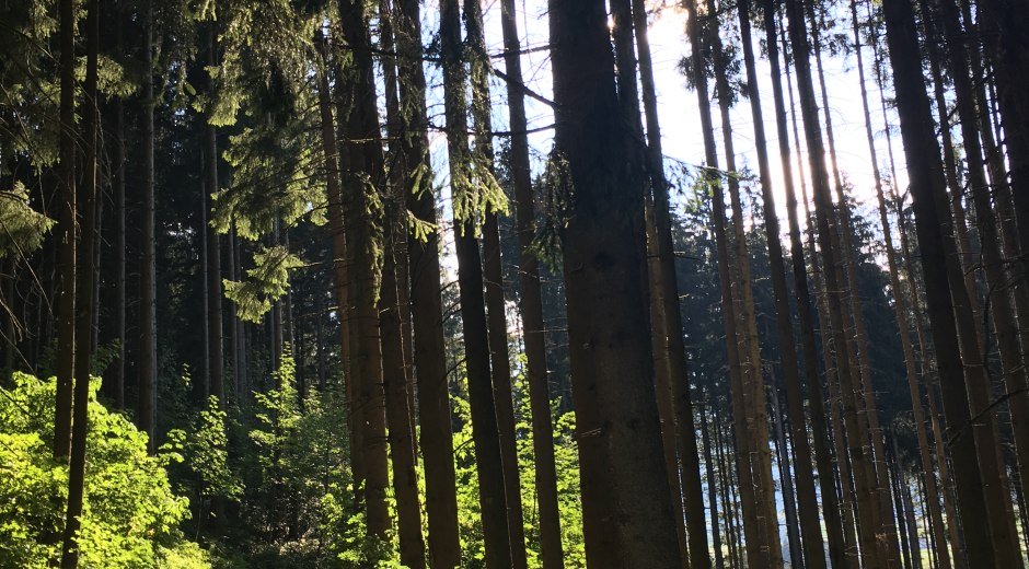 Grüner Weg © Tourismus Hörnerdörfer GmbH