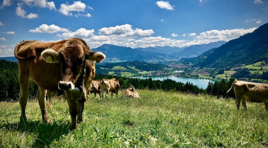 Kuh, Alpsee, Immenstadt im Allgäu © Mitarbeiter Alpsee-Grünten Tourismus GmbH