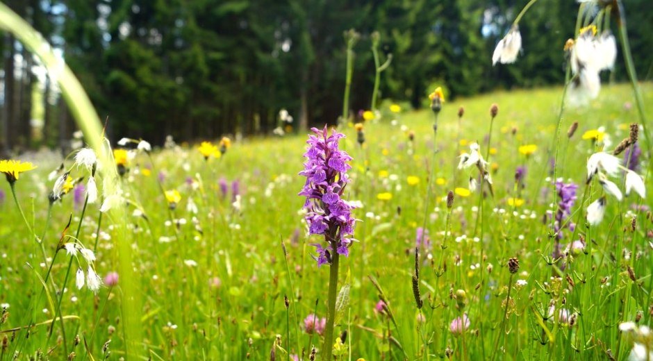 Märchenwiesen (Geschütze Blumen - bitte nicht pflücken) © Tourismus Hörnerdörfer, M. Redecker