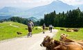 Downhill-Roller am Ofterschwanger Horn © Tourismus Hörnerdörfer, ProVisionMedia