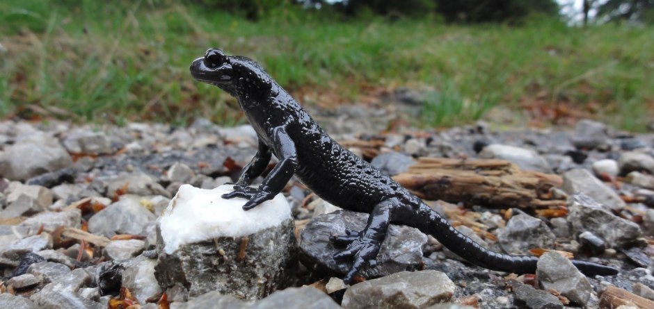 Ausstellung_Alpensalamander © Moning Dr. Christoph
