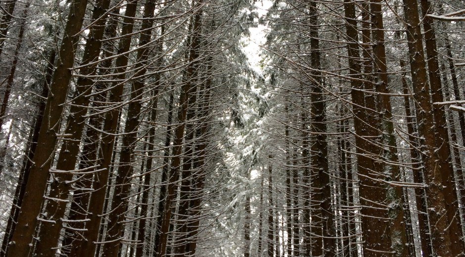 Winterlandschaft im Wald bei der Wittelsbacher Höhe bei Schweineberg