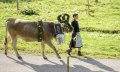 Kranzkuh mit Hirtin - Viehscheid in Balderschwang © Tourismus Hörnerdörfer, ProVision Media