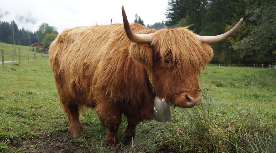 Im Ostertal gibt es prächtige Sichtungen