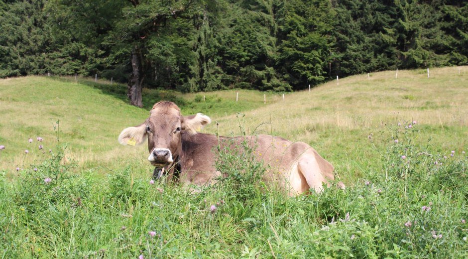 allgäuer Braunvieh