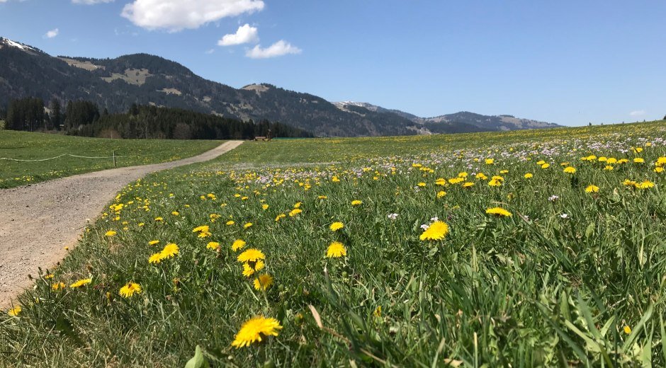 Löwenzahnfrühling im Allgäu © Tourismus Hörnerdörfer GmbH