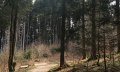Waldweg