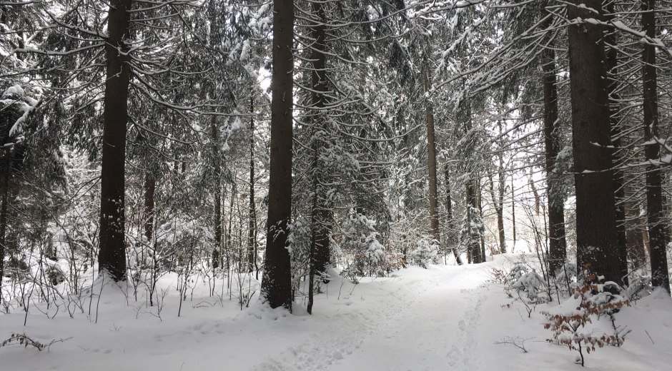 Verschneiter Waldweg bei Bolsterlang © Tourismus Hörnerdörfer, S. Salzberger