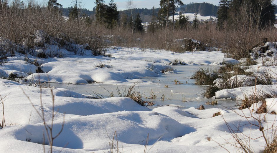 Winter im Werdensteiner Moos