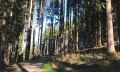 Amselweg Richtung Maderhalm oder Oberdorf © Tourismus Hörnerdörfer, L. Renn