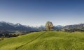 Blick auf die Wittelsbacher Höhe und den Allgäuer Hauptkamm im Frühling © Tourismus Hörnerdörfer, E. Karaman