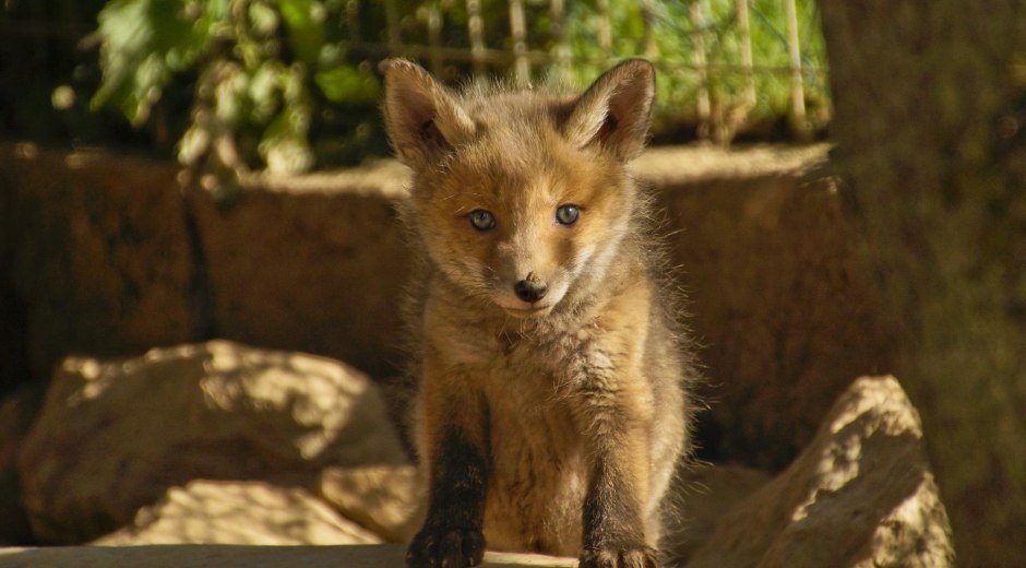 Alpenwildpark in Obermaiselstein - Rotfuchs © Alpenwildpark