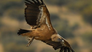 Vortrag_Geier_Henning Werth © Henning Werth Vortrag_Geier_Henning Werth © Henning Werth