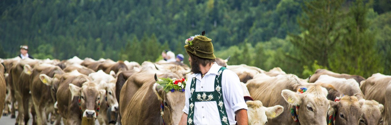 Almabtrieb im Oberallgäu © Dominic Ultes