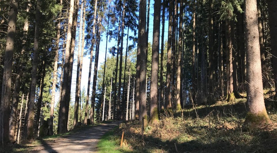 Amselweg Richtung Maderhalm oder Oberdorf © Tourismus Hörnerdörfer, L. Renn