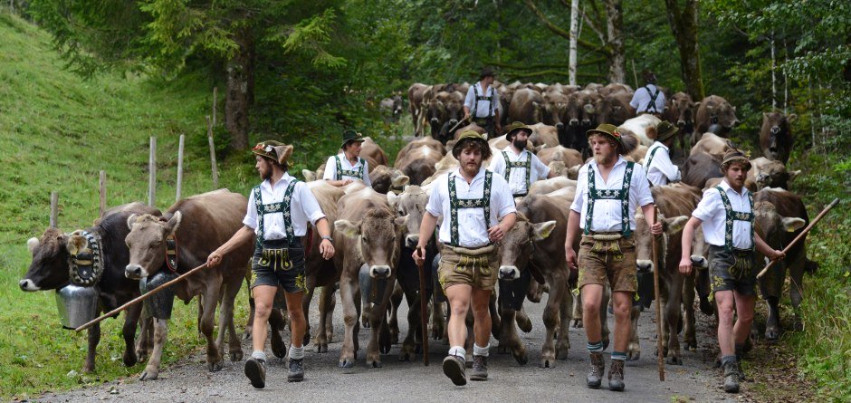 Almabtrieb durch das Steigbachtal © Thomas Gretler