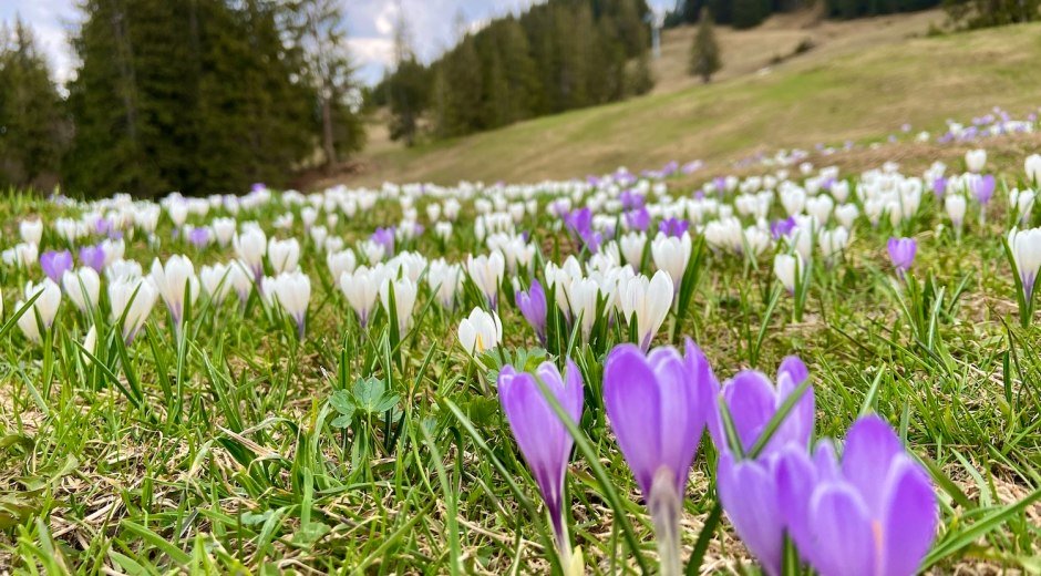 Krokusblüte am Ofterschwanger Horn (meist im April) © Tourismus Hörnerdörfer, M. Redecker