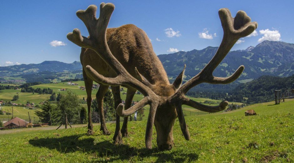 alpenwildpark_1