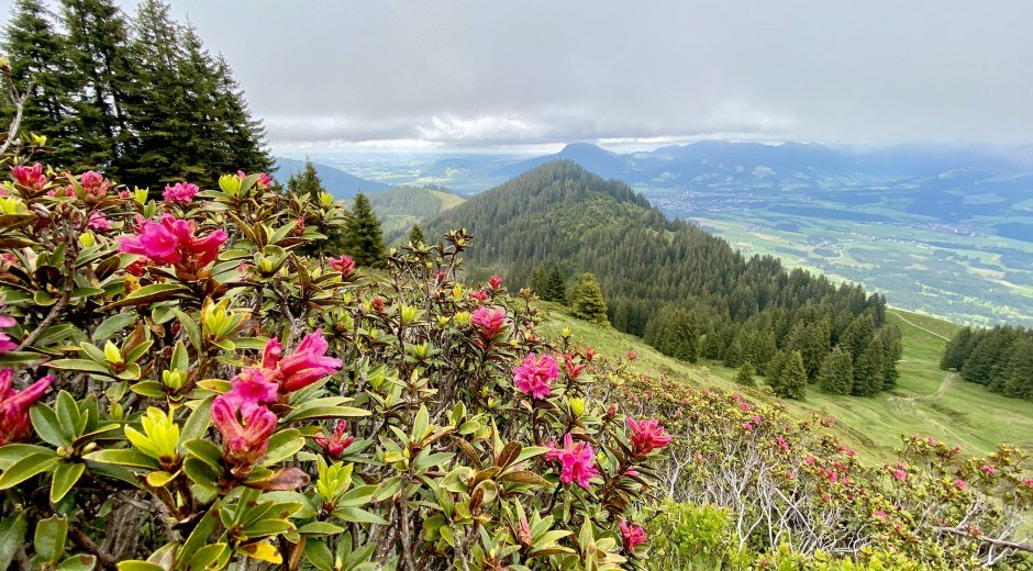 Alpenrosen am Ragiswanger Horn © Tourismus Hörnerdörfer GmbH
