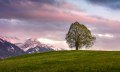 Wittelsbacher Höhe im Abendlicht © Eren Karamann