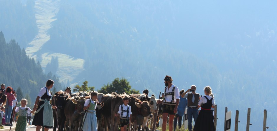 Einzug der Alpe - Viehscheid in Balderschwang © Simon Heidegger